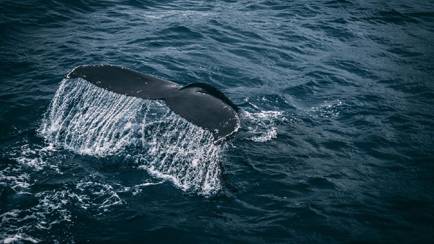 Centro de ballenas en Vesterålen, Noruega.