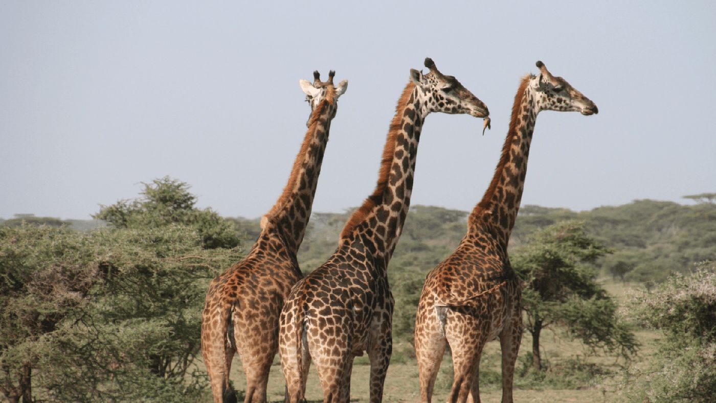 Jirafas en un safari, experiencia única durante un viaje en Sudáfrica con furgoneta camper.