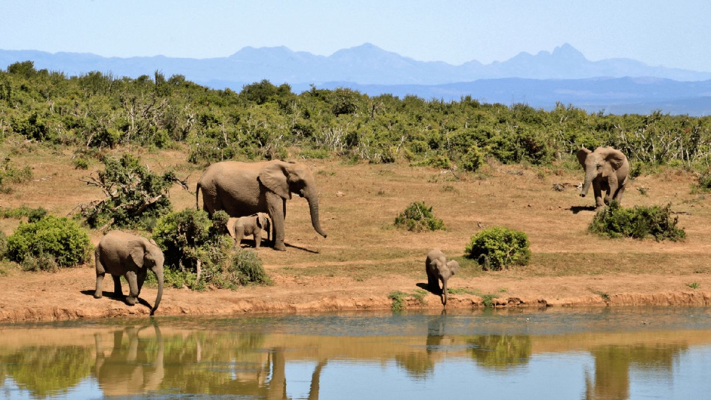 Elefantes en su hábitat natural en el Parque Hluhluwe-iMfolozi, una parada imprescindible en Sudáfrica con furgoneta camper.