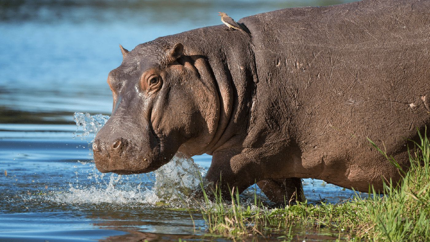 Hipopótamo refrescándose en las aguas de iSimangaliso Wetland Park, junto al pueblo de Santa Lucía, un ecosistema protegido de Sudáfrica.