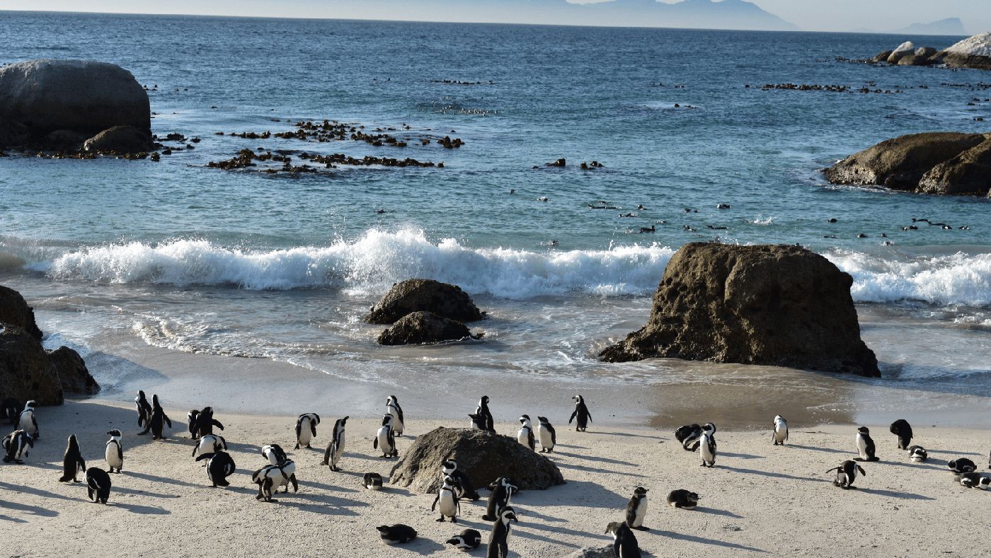 Pinguinos en Boulder's Beach, uno de los destinos ideales de Sudáfrica para visitar en furgoneta camper.