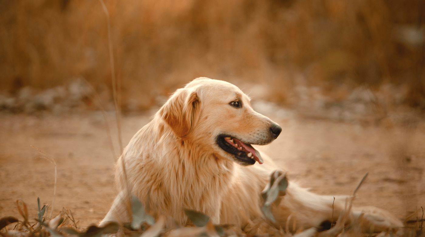 Perro descansando fuera de la furgoneta en una parada durante un viaje en ruta.